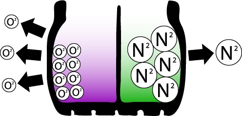 nitrogen diagram